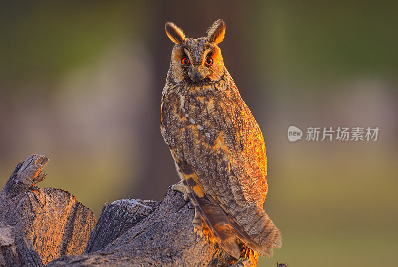 长耳猫头鹰(Asio otus或Strix otus)